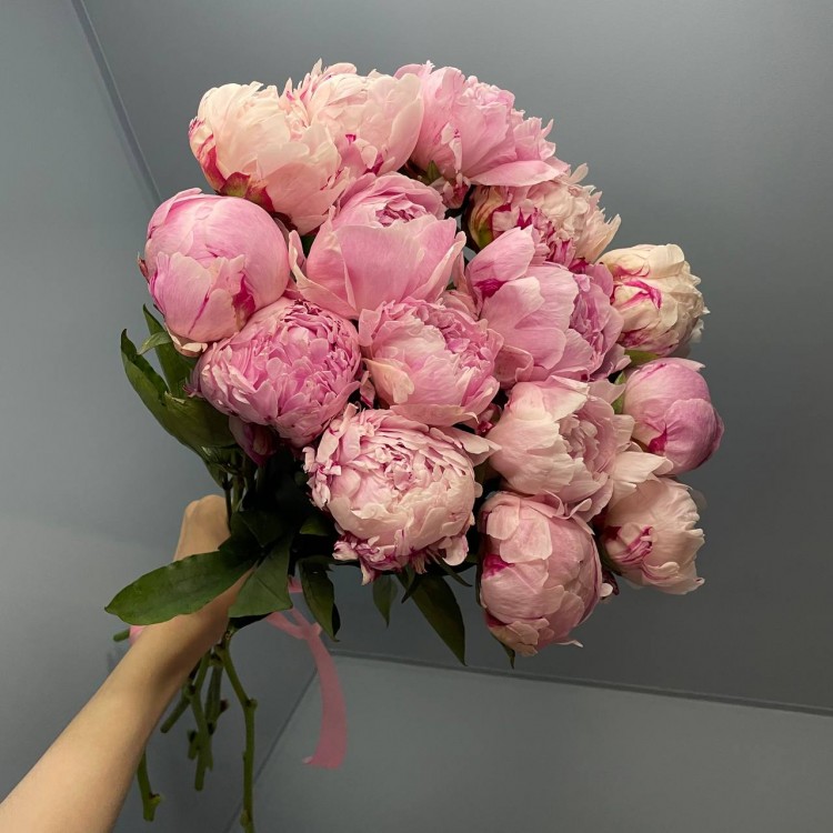 Sale 15 Peonies Sarah Bernhardt