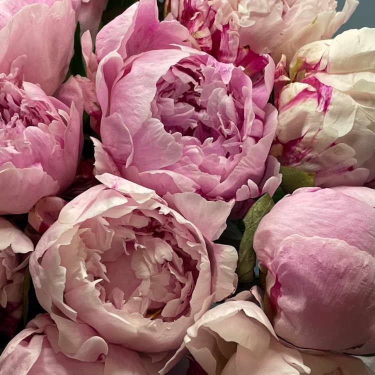 Sale 15 Peonies Sarah Bernhardt