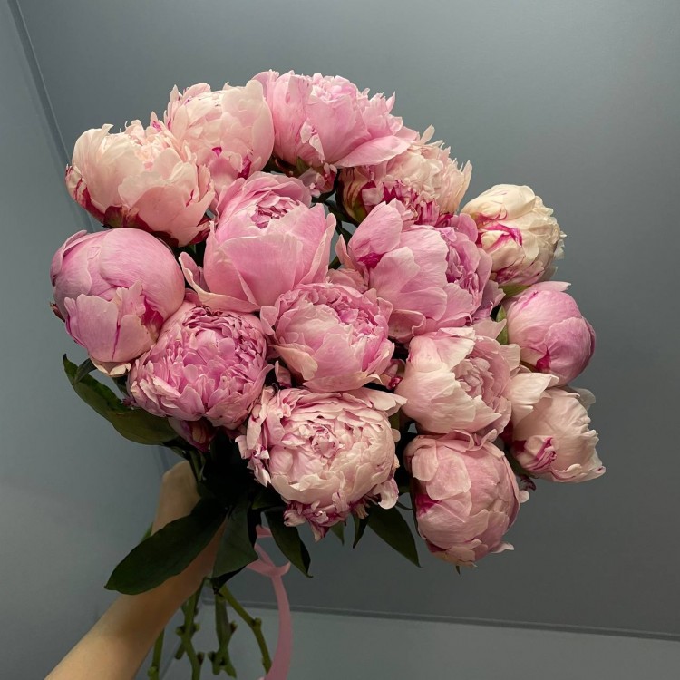 Sale 15 Peonies Sarah Bernhardt