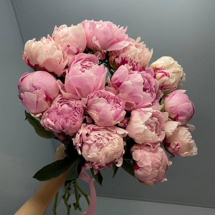 Sale 15 Peonies Sarah Bernhardt