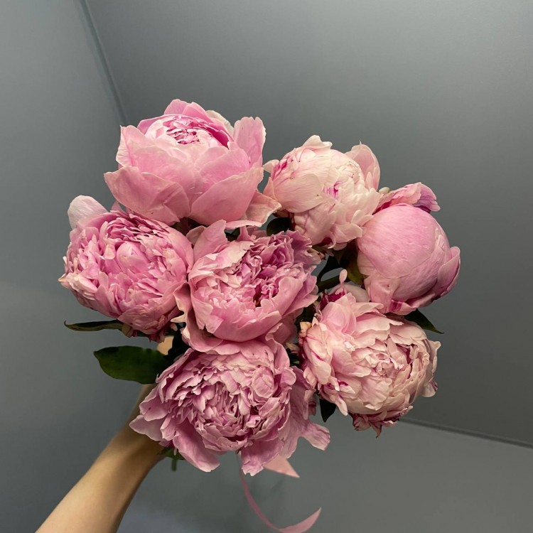 7 пионов Sarah Bernhardt