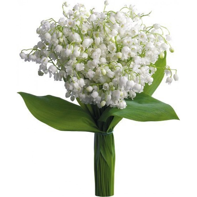 Sale 51 Lilies of the Valley Sale 51 Lilies of the Valley