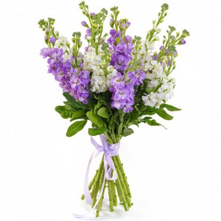 Bouquets Bouquet with mattiola 