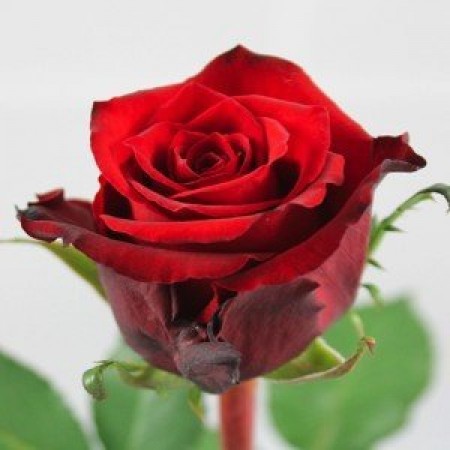 Букет 25 красных роз Кения 50 см