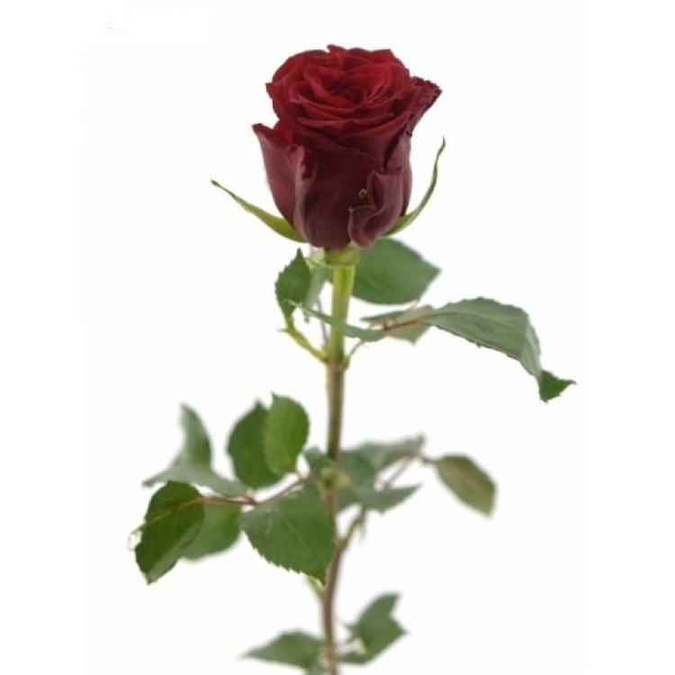 Букет 25 красных роз Кения 50 см
