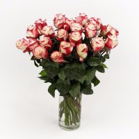 25 белo-красных роз  50 см Sweetness Эквадор
