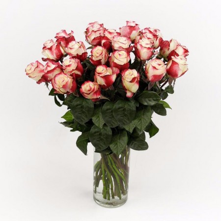 Купить букет 25 белo-красных роз  50 см Sweetness  с доставкой по СПб