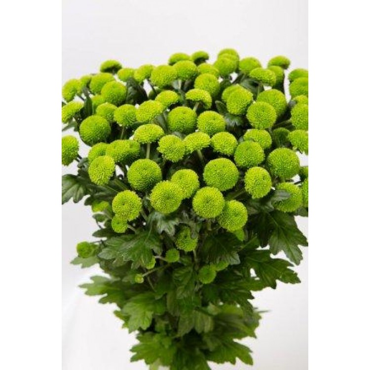 Sale Chrysanthemums Sale Chrysanthemums