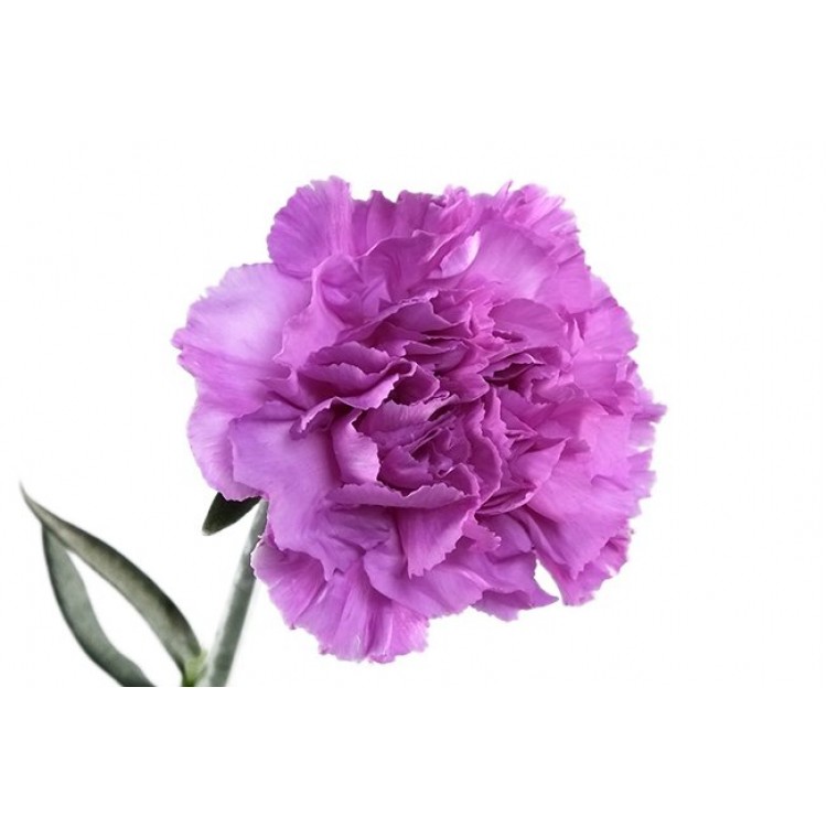 Всё о гвоздике в мифах и в реальности