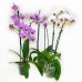 Sale Phalaenopsis