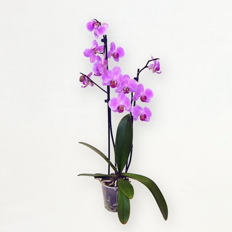 Sale Phalaenopsis
Sale Phalaenopsis