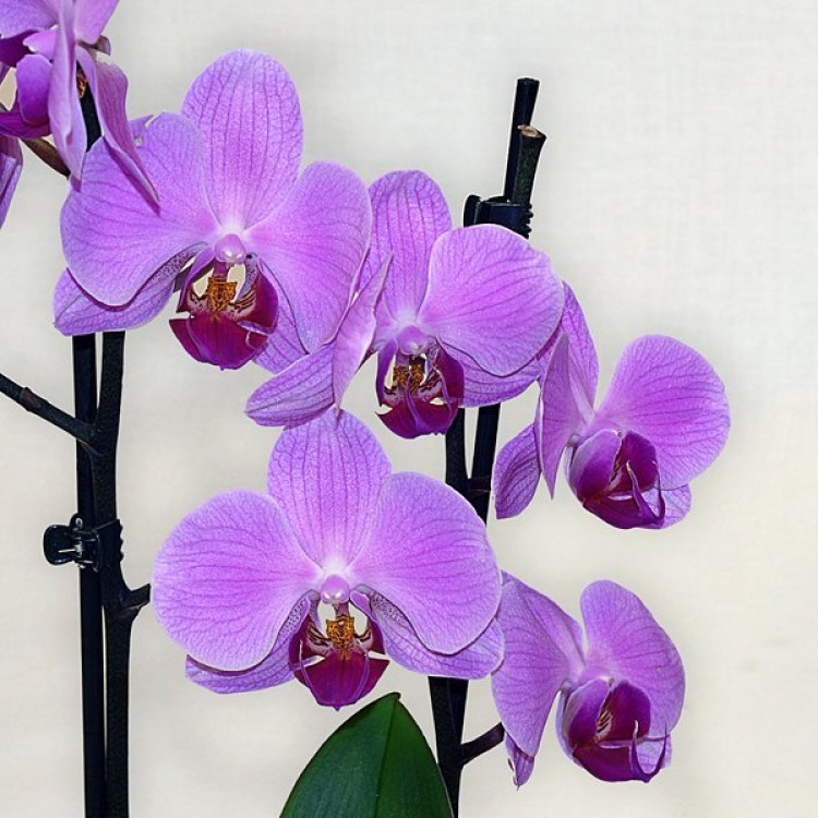 Sale Phalaenopsis
Sale Phalaenopsis