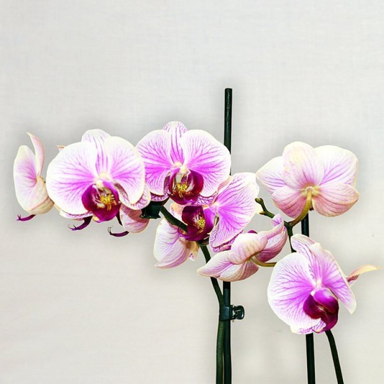 Sale Phalaenopsis
Sale Phalaenopsis