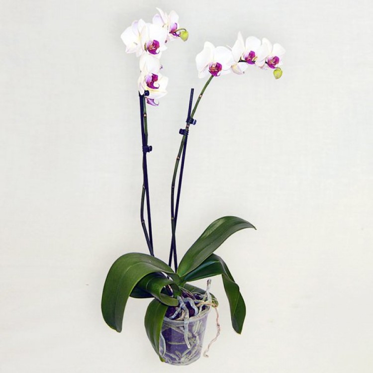 Sale Phalaenopsis
Sale Phalaenopsis