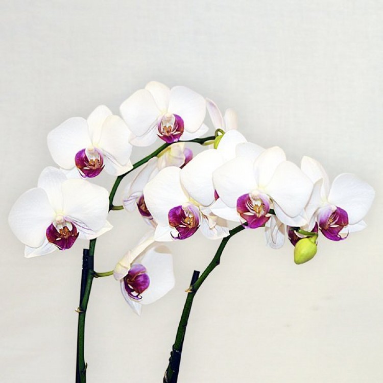 Sale Phalaenopsis
Sale Phalaenopsis