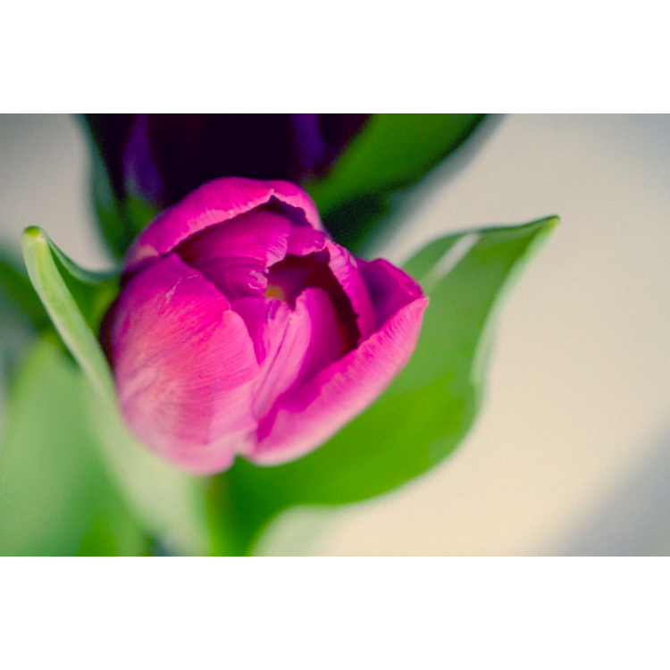 Where did the tulips come from?