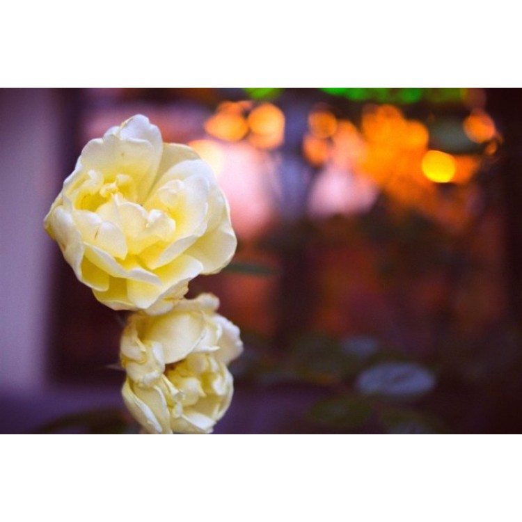 We plant roses at home