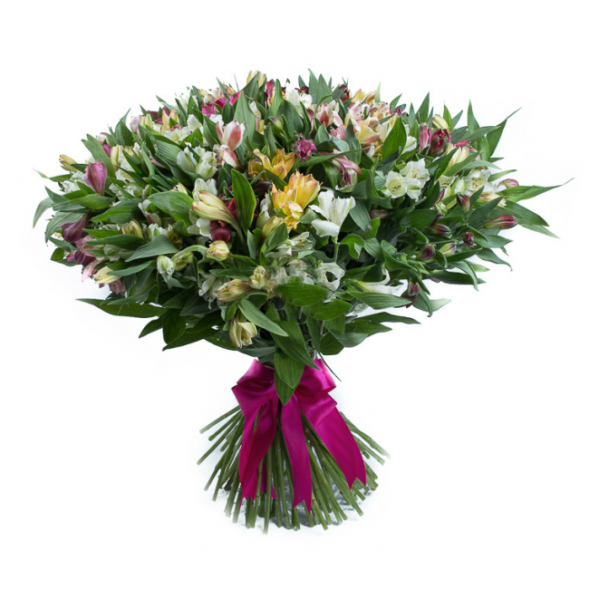 101 Alstroemeria mix