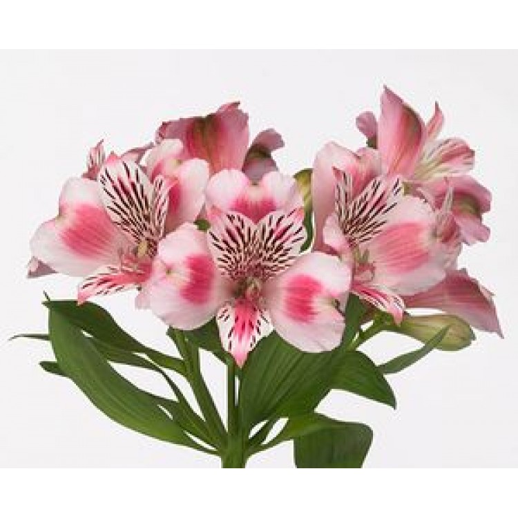 Sale 51 Alstroemeria mix Sale 51 Alstroemeria mix