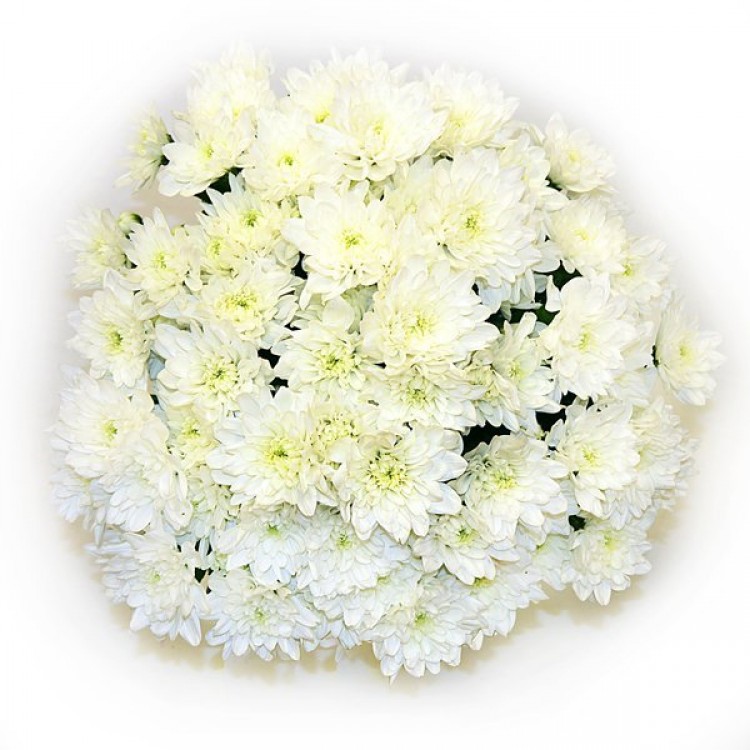 Sale Bouquet of white chrysanthemums Sale Bouquet of white chrysanthemums