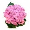 Hydrangea pink
Hydrangea pink