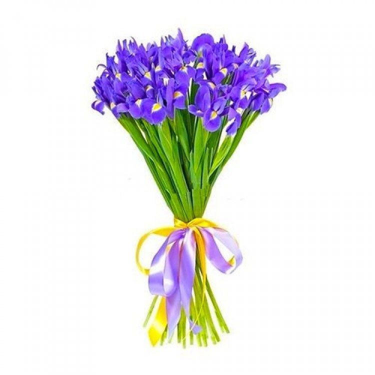 Sale 25 Irises