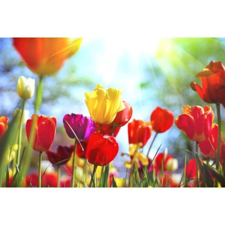 Как выбрать тюльпаны с умом к празднику?