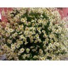 Chamomile Matrikarium

