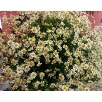 Chamomile Matrikarium
