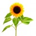 Sale Sunflower