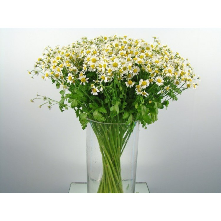 Sale Chamomile Matrikarium
