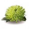 Chrysanthemum Anastasia 2
