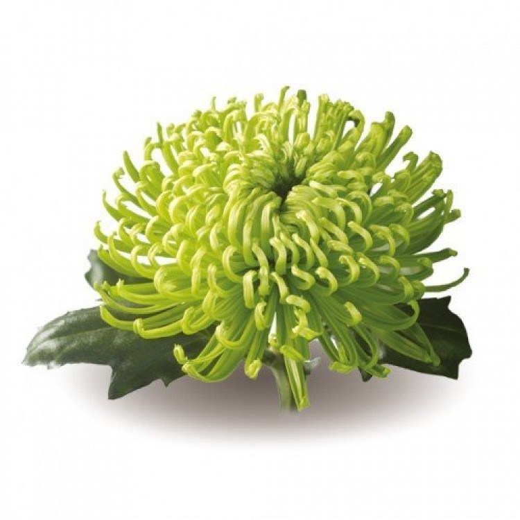 Sale Chrysanthemum Anastasia 2
