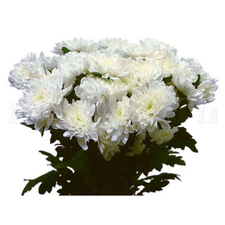Sale Chrysanthemums Sale Chrysanthemums