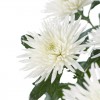Chrysanthemum Anastasia
Chrysanthemum Anastasia