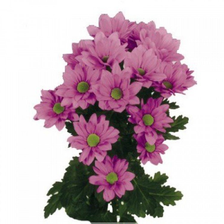 Sale Chrysanthemums Sale Chrysanthemums
