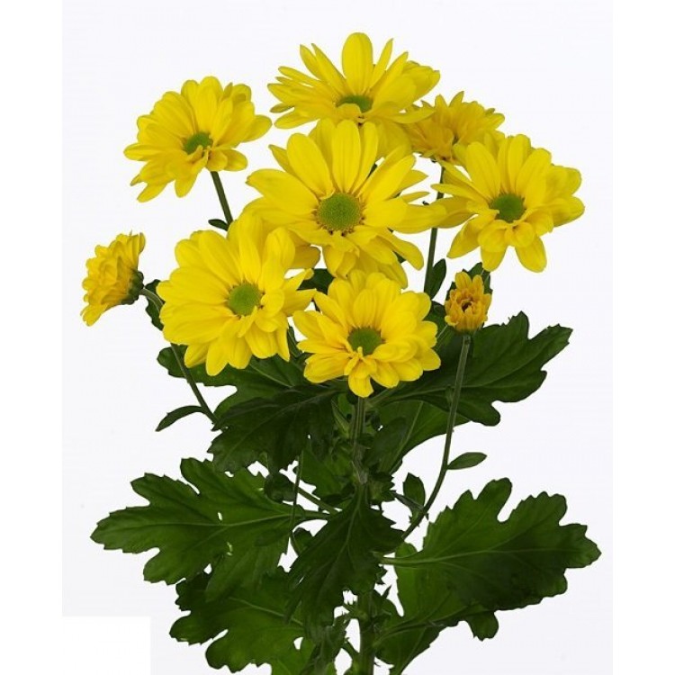 Sale Chrysanthemums Sale Chrysanthemums