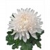 Sale Chrysanthemum Antonov