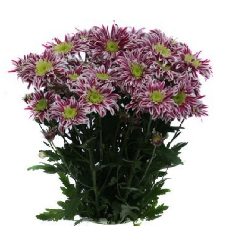 Sale Chrysanthemums Sale Chrysanthemums