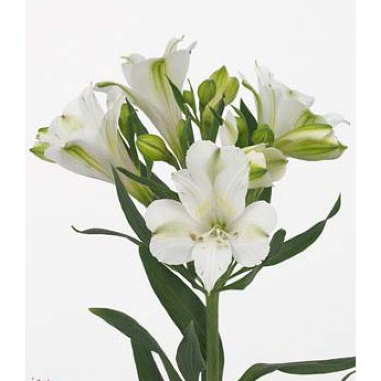 Sale Alstroemeria
