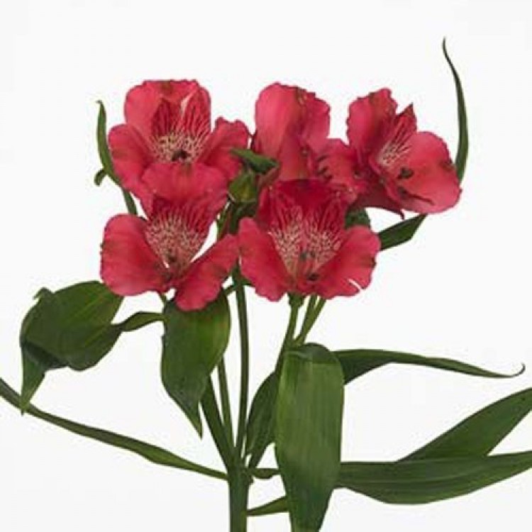 Sale Alstroemeria