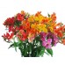 Sale Alstroemeria