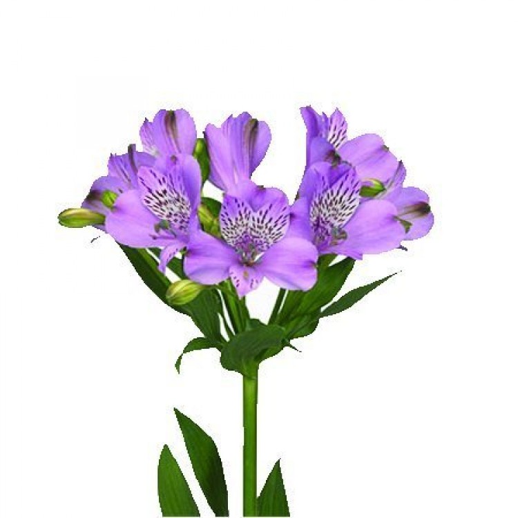 Sale Alstroemeria