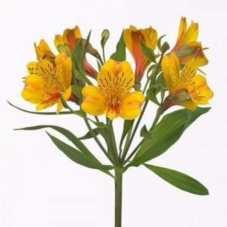 Sale Alstroemeria