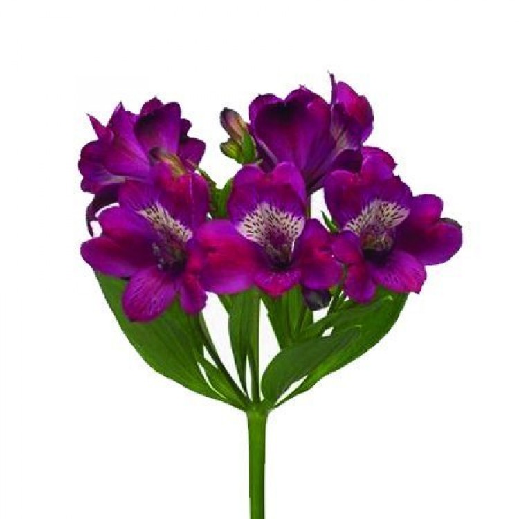 Sale Alstroemeria