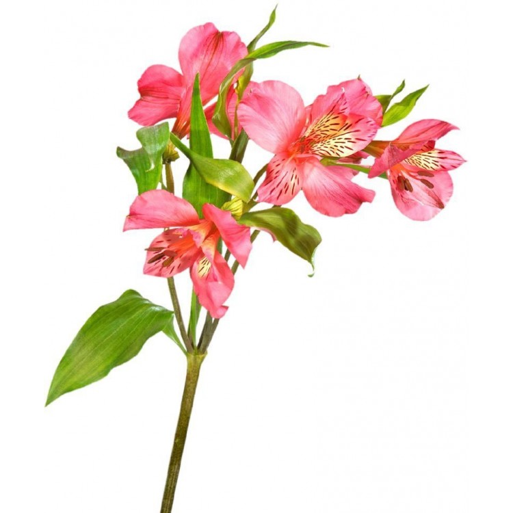 Sale Alstroemeria