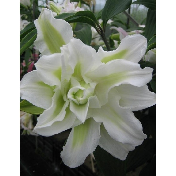 Sale Lilia Double
Sale Lilia Double