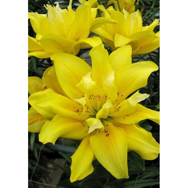 Sale Lilia Double
Sale Lilia Double