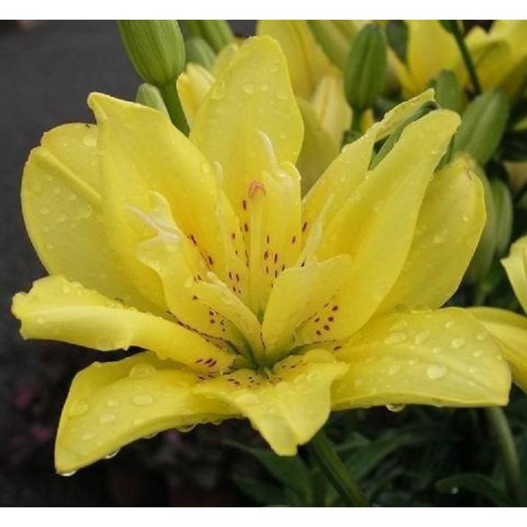 Sale Lilia Double
Sale Lilia Double