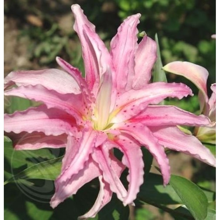 Sale Lilia Double
Sale Lilia Double